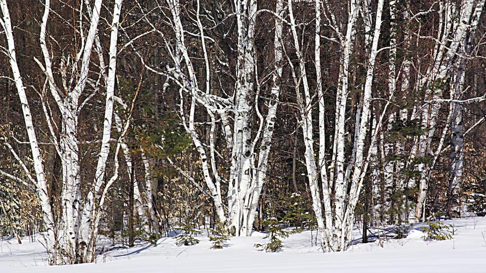 Winter in Michigan.
The Upper Peninsula is a forested region in Michigan bordering 3 of the Great Lakes and extending outward from Wisconsin. It’s connected to Michigan’s Lower Peninsula by the roughly 5-miles-long Mackinac Bridge, which spans the Straits of Mackinac. Sandwiched between the 2 peninsulas is Mackinac Island, a car-free vacation destination with the iconic 1887 Grand Hotel and the Victorian-era Fort Mackinac.