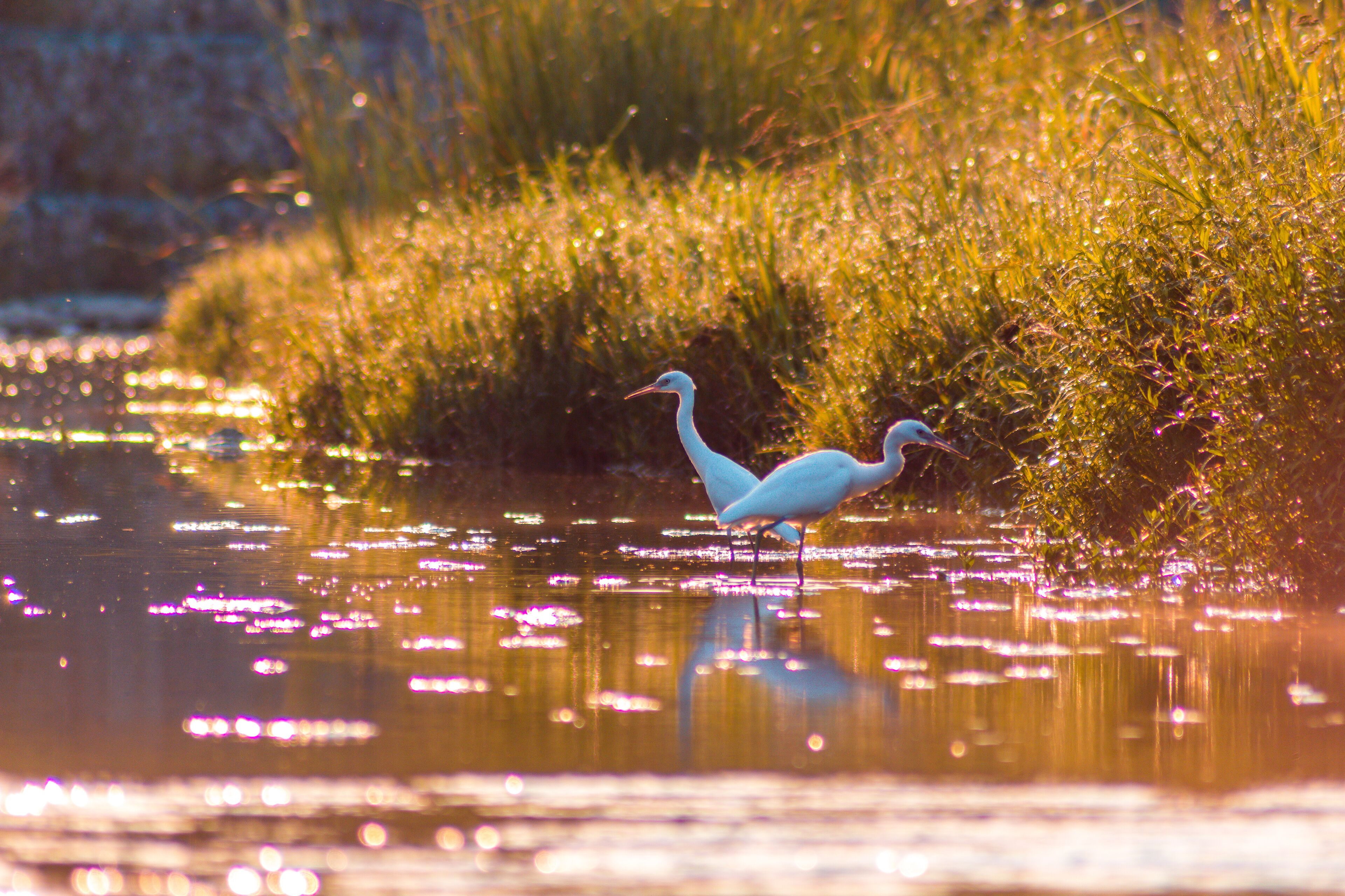 Two White Egrets Hunting in a Creek.