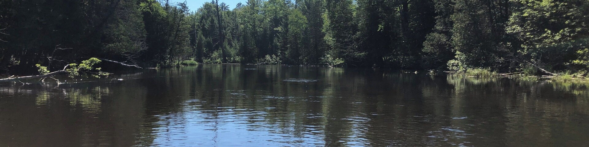 A calm river surrounded by dense forest.