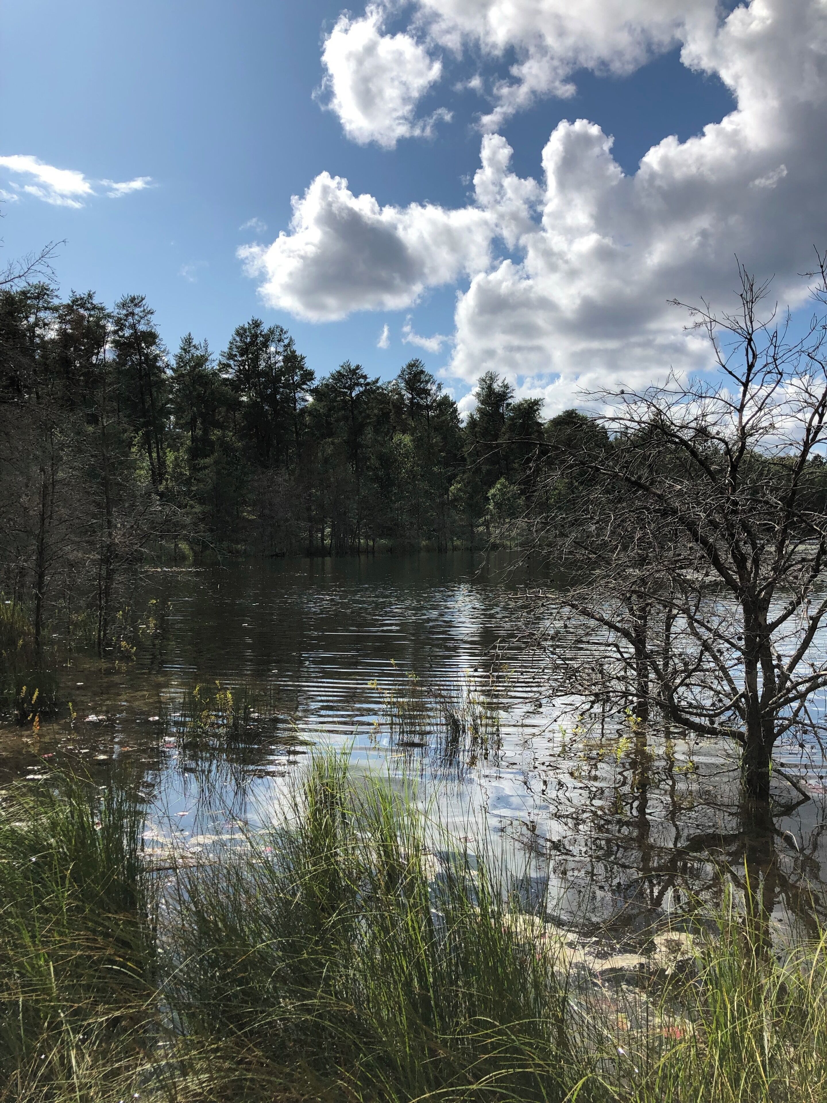 A little find outside Grayling, Mi