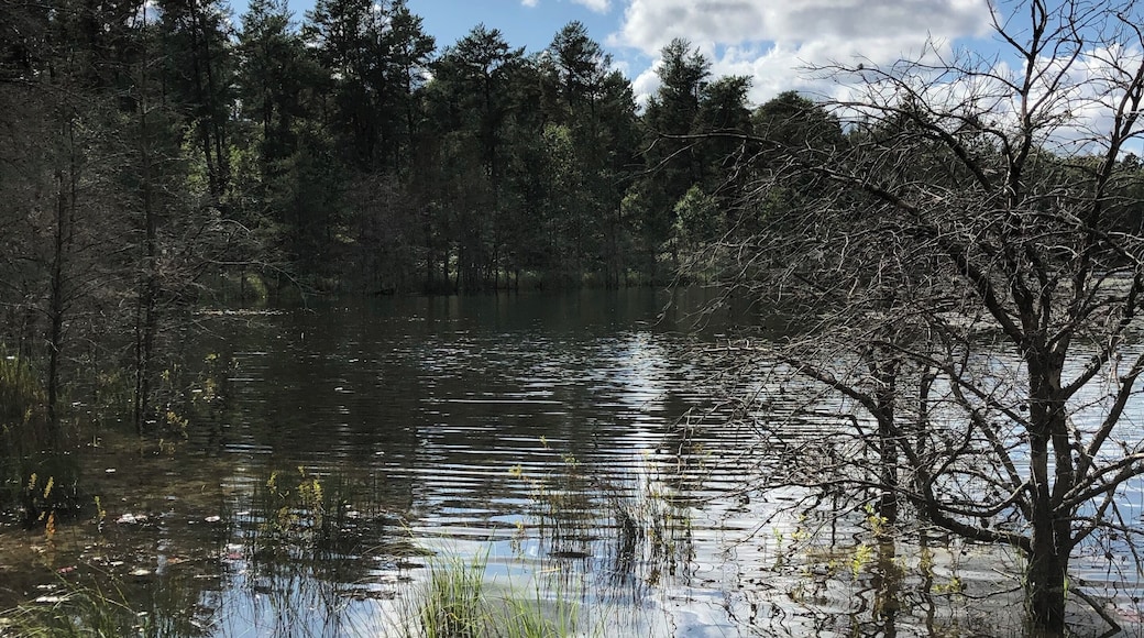 A little find outside Grayling, Mi