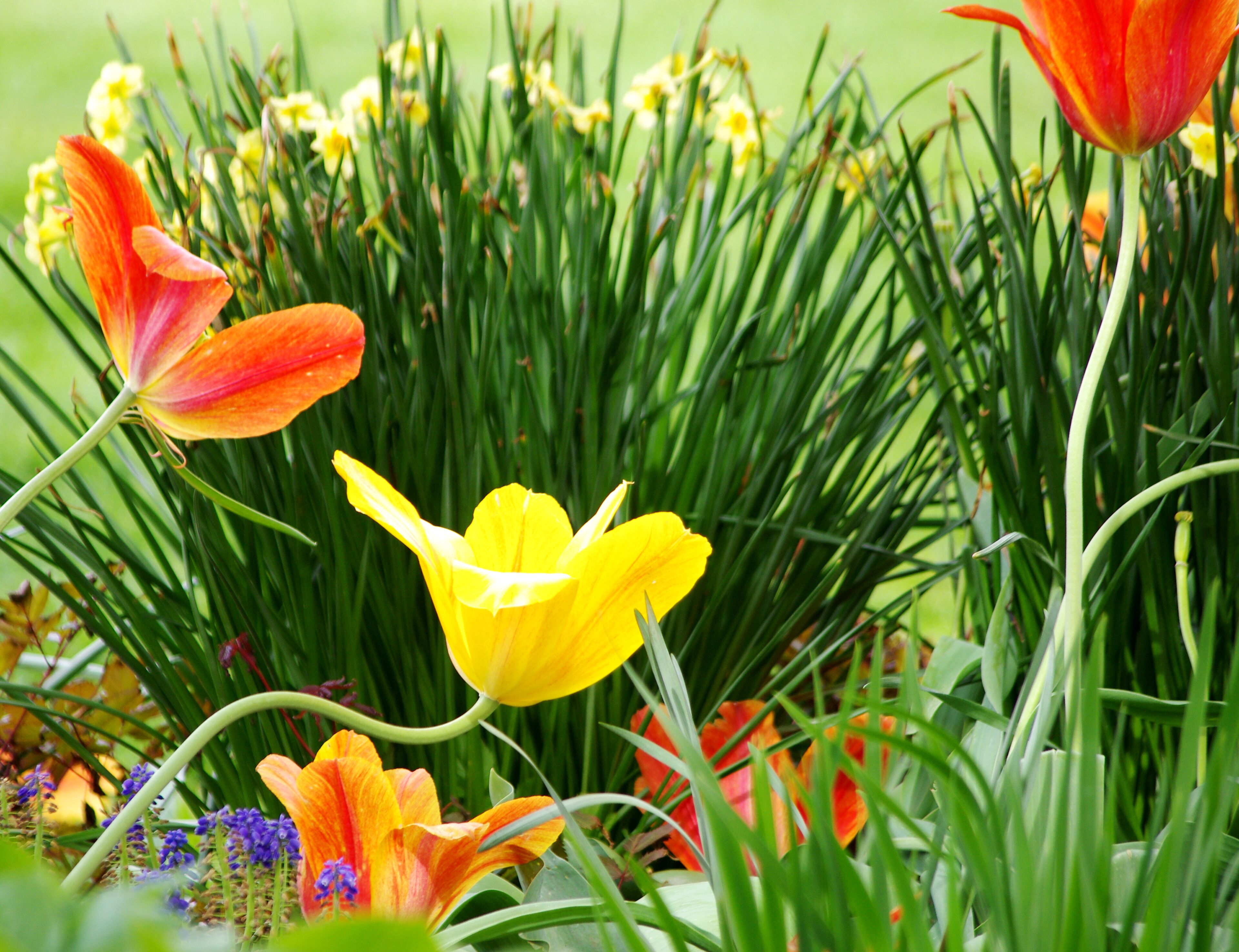 If your not in the Netherlands then Holland Michigan is the place to see tulips. #Nature