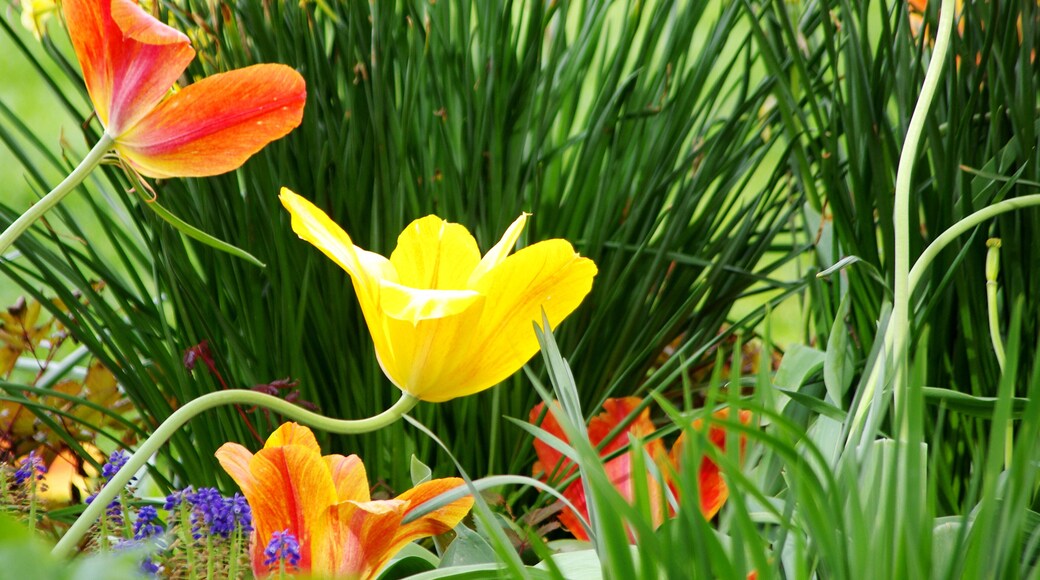 If your not in the Netherlands then Holland Michigan is the place to see tulips. #Nature