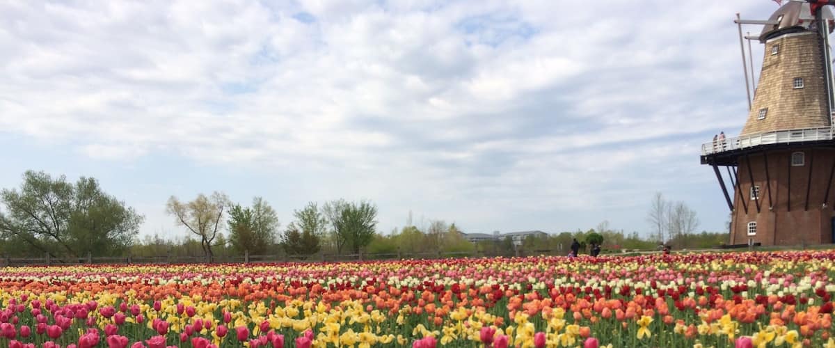 Springtime here sees millions of blooms.