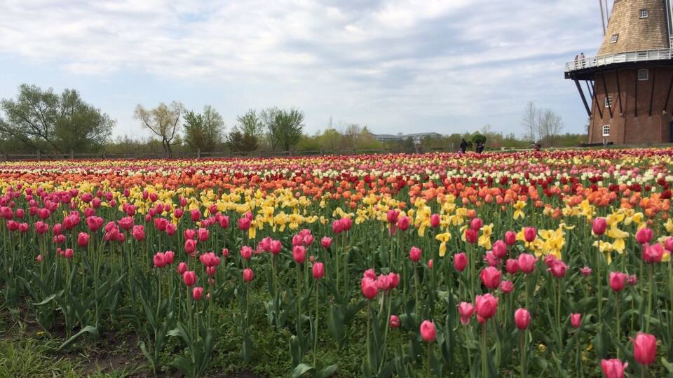 Springtime here sees millions of blooms.