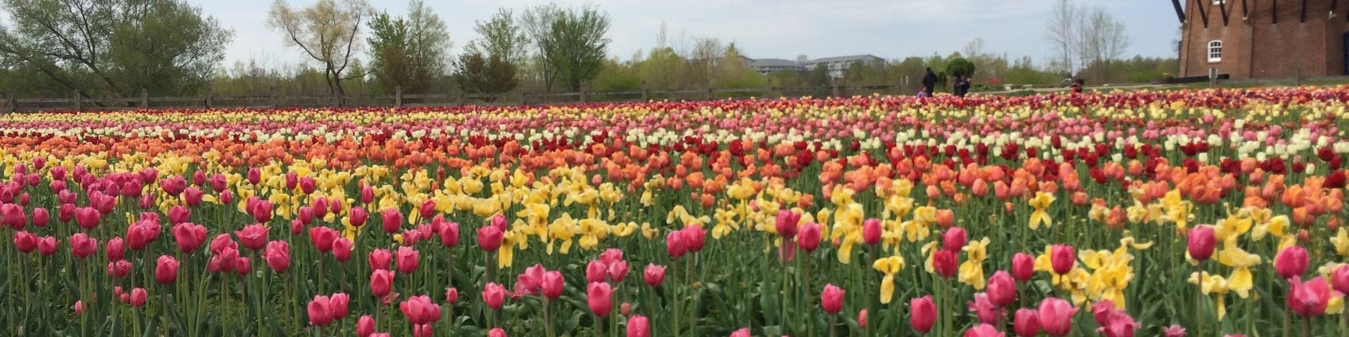 Springtime here sees millions of blooms.