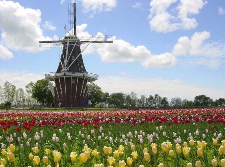 A beautiful place where you can find variety of tulip flowers.