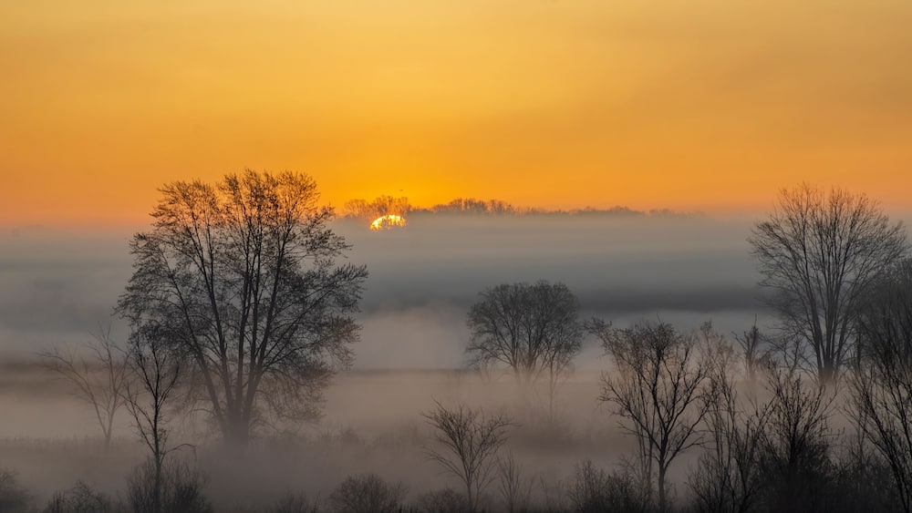 Un paysage brumeux oĂč les arbres se dĂ©coupent en silhouette sur le ciel dâun lever de soleil.