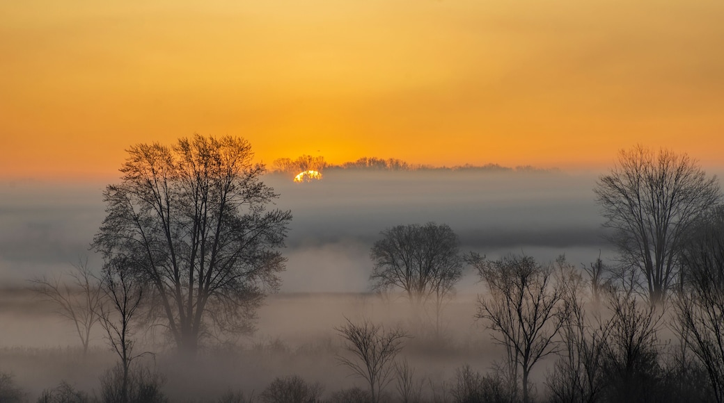 Paesaggio nebbioso con alberi in controluce all'alba.