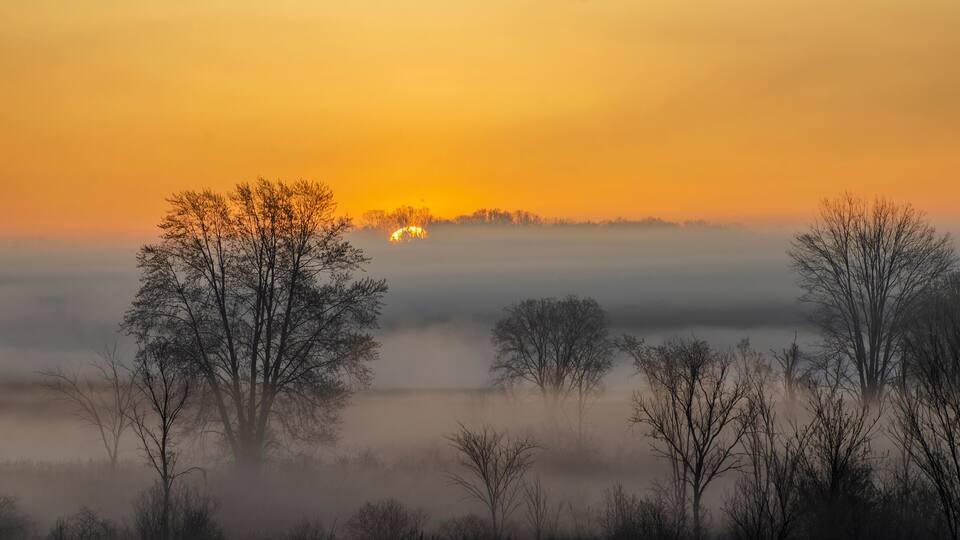 A foggy landscape with trees silhouetted against a sunrise.