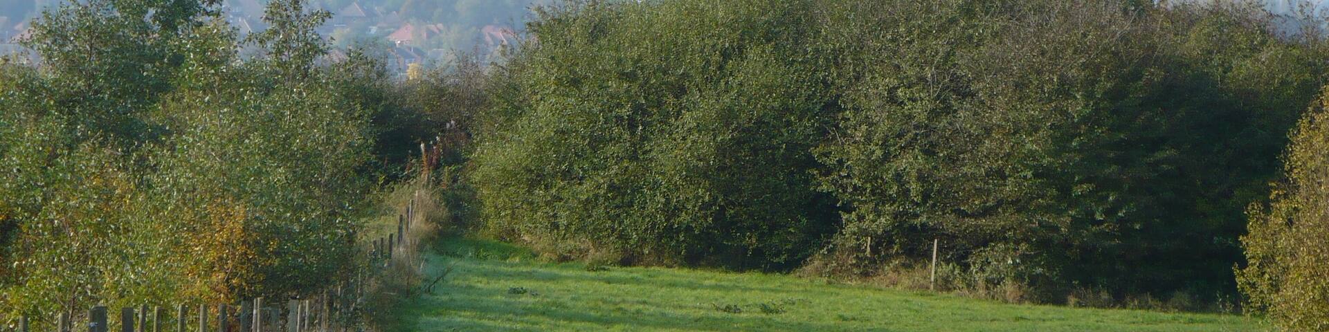 Collier's Wood This is Collier's Wood Park, Newthorpe, with views leading to Eastwood. The church in the distance is Eastwood's St Mary's Church.