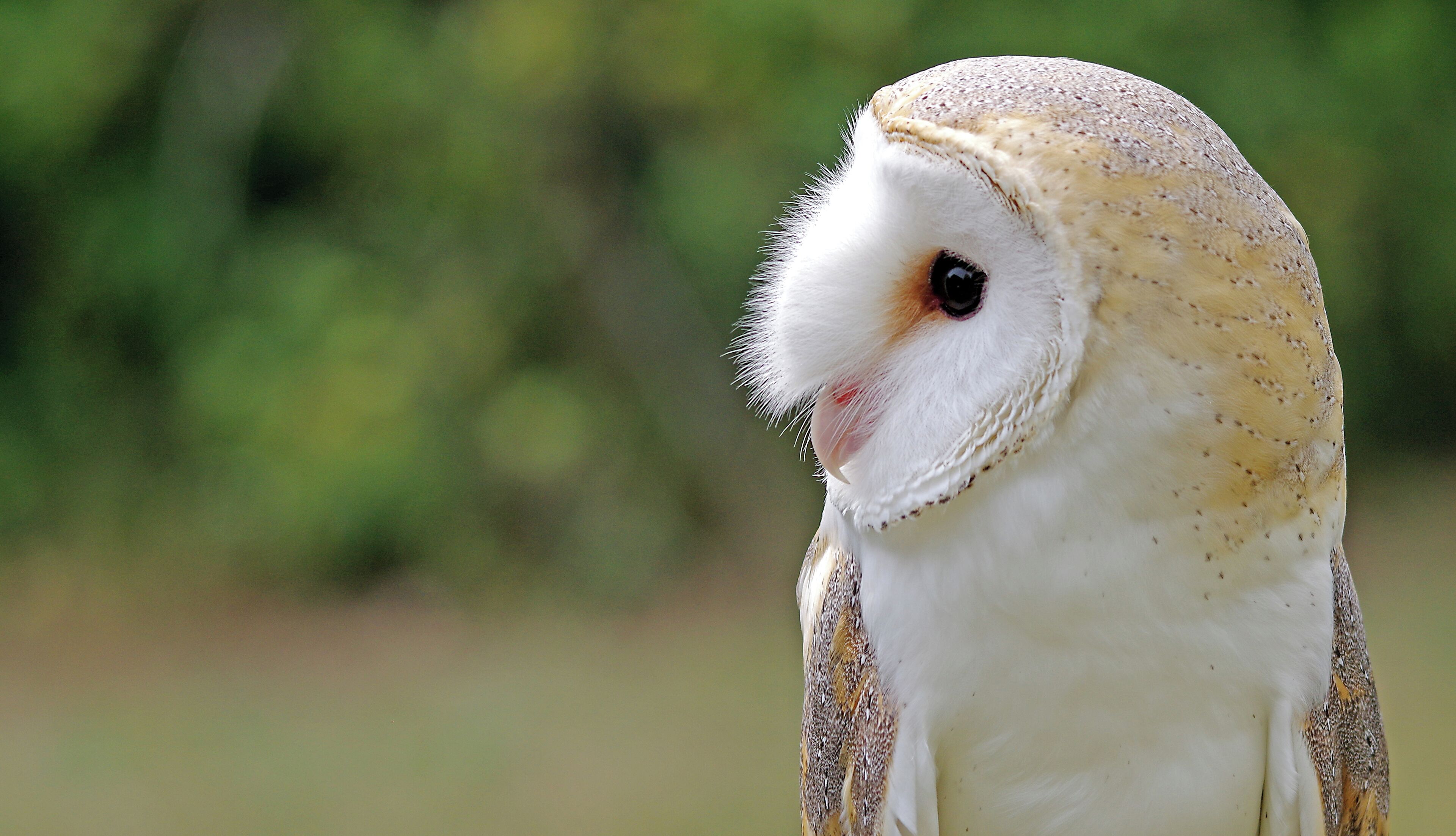 Qawra just under Ta Fra Ben