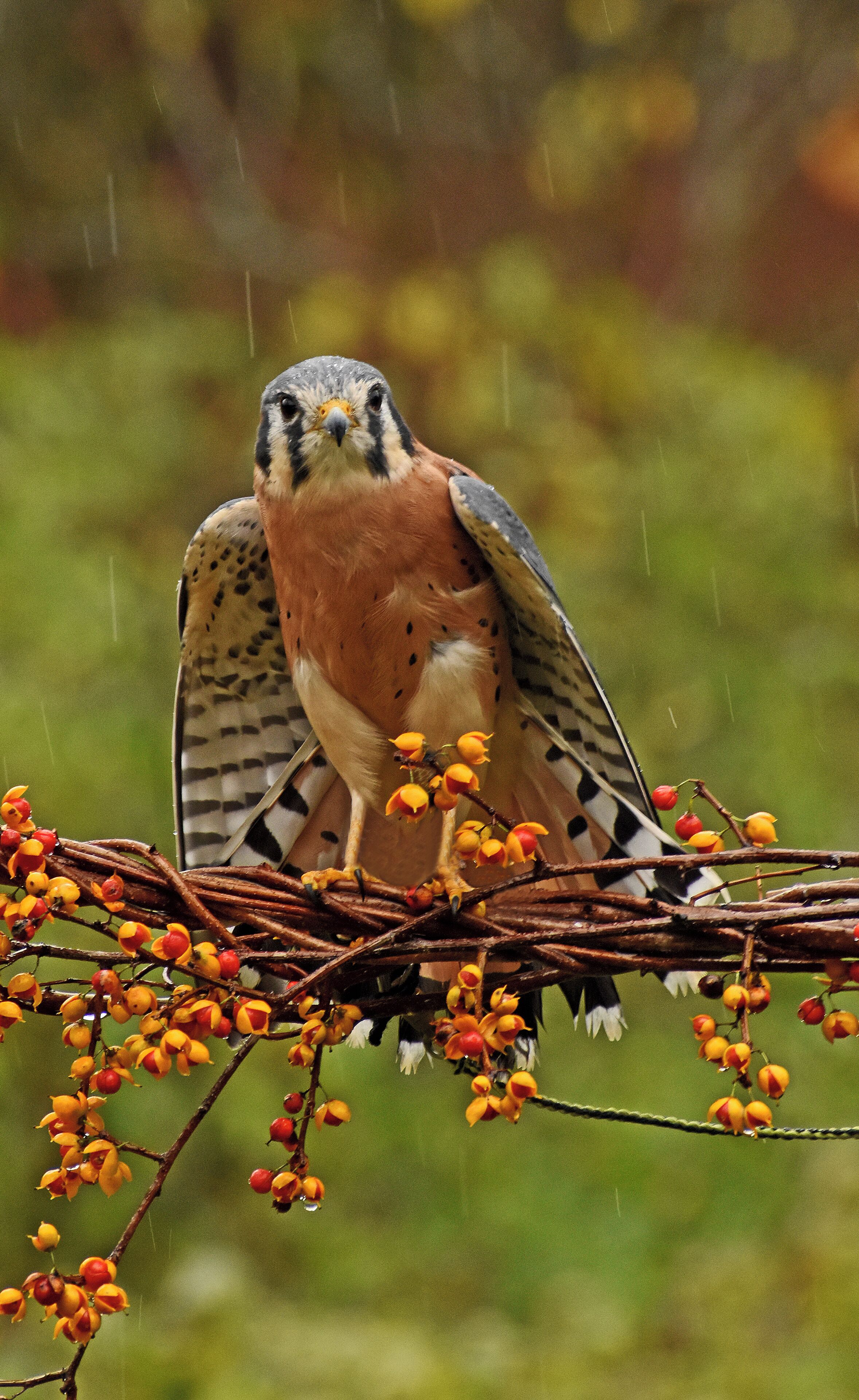 Raptor Photographic opportunity.