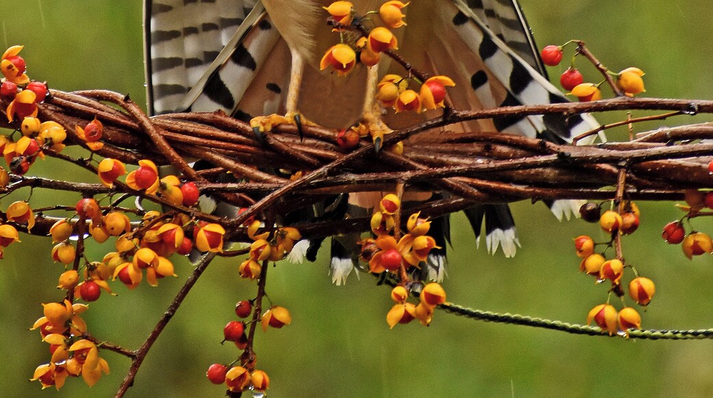 Raptor Photographic opportunity.