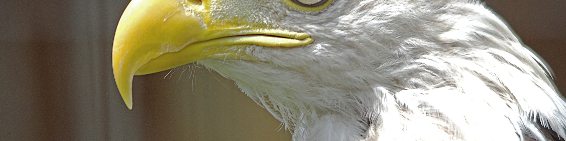 Wildlife Rehabilitation Clinic. Bald Eagle