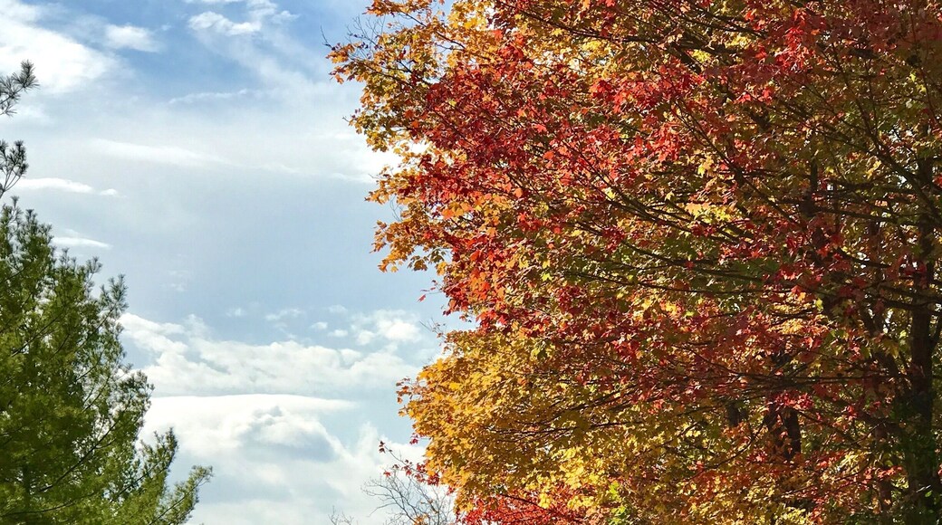 Voorhies Rd, just south of North Territorial. Michigan's trees begin the transition to fall colors. The sunny day. So beautiful I couldn't help but take a picture.