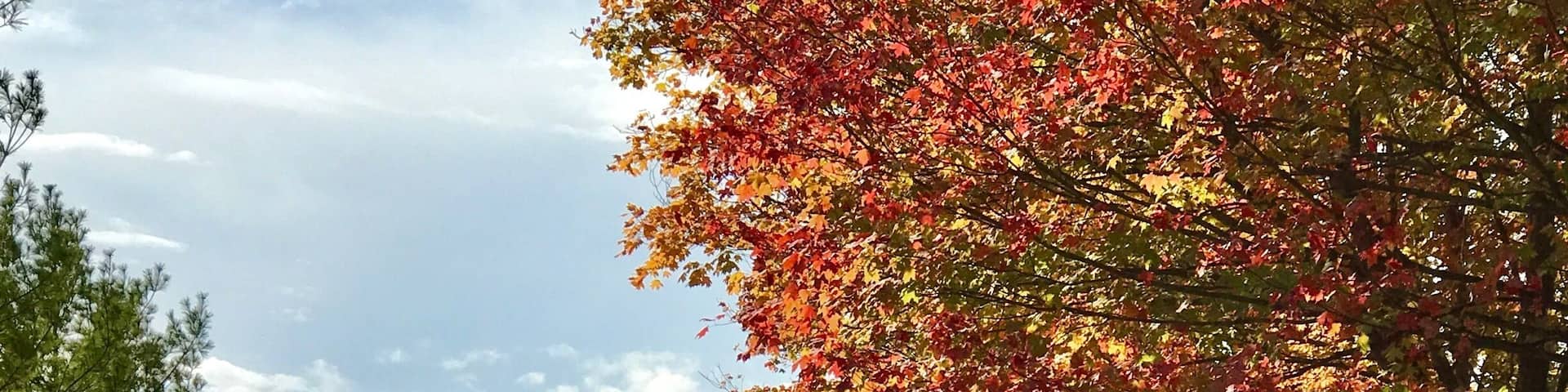 Voorhies Rd, just south of North Territorial. Michigan's trees begin the transition to fall colors. The sunny day. So beautiful I couldn't help but take a picture.