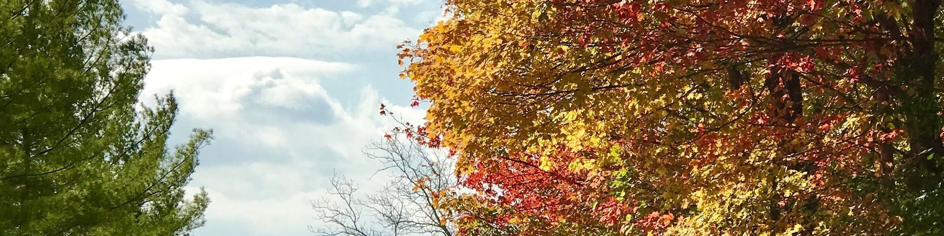 Voorhies Rd, just south of North Territorial. Michigan's trees begin the transition to fall colors. The sunny day. So beautiful I couldn't help but take a picture.