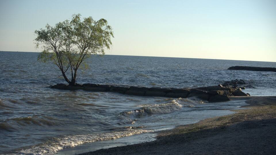 A tree by the water's edge, waves gently lapping at the shore, and a clear sky above.