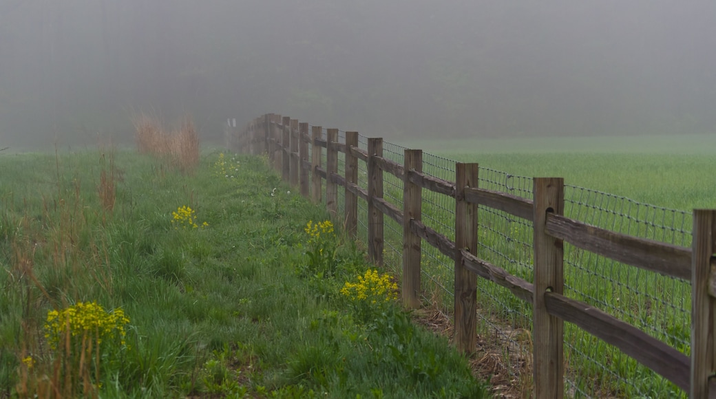 Foggy Fence 2