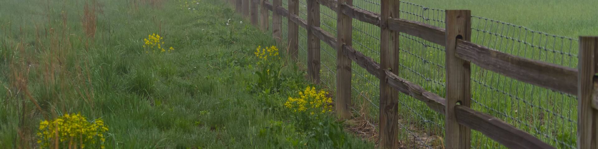 Foggy Fence 2
