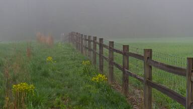 Foggy Fence 2