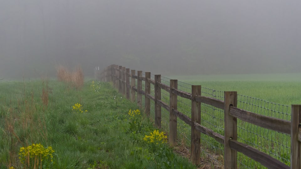 Foggy Fence 2