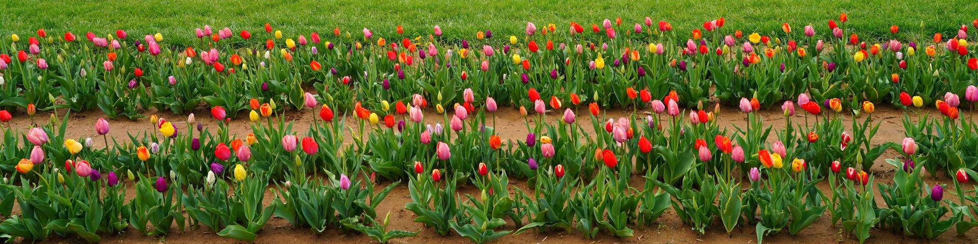View of a colorful tulip field with flowers in bloom in Cream Ridge, Upper Freehold, New Jersey, United States