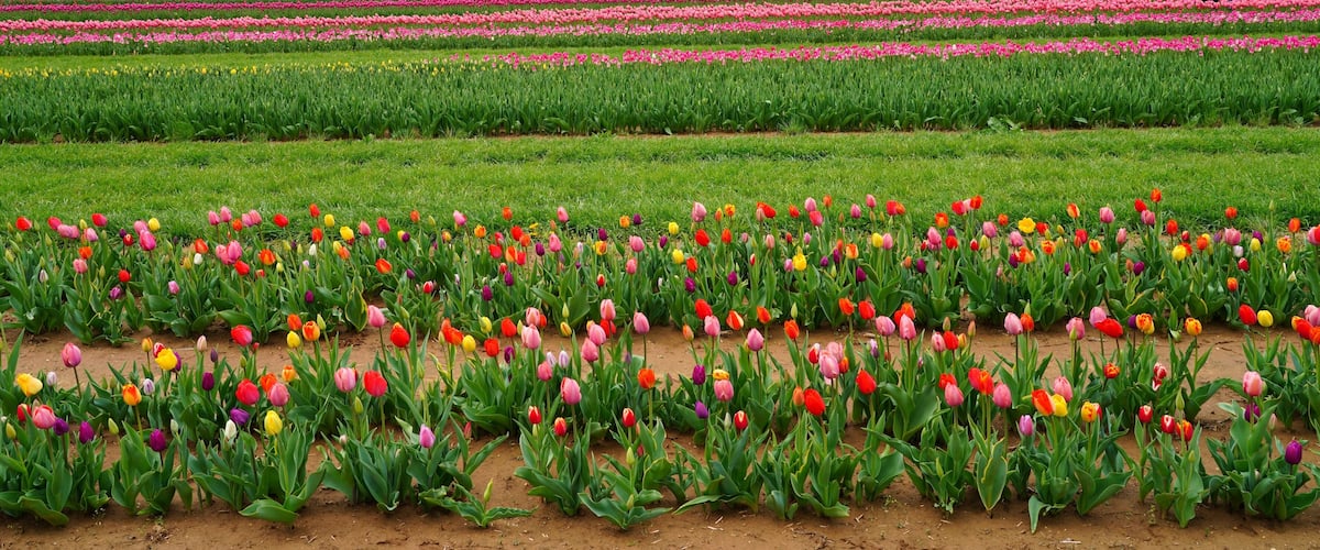 A tulip field with rows of pink, red, yellow, and purple tulips.