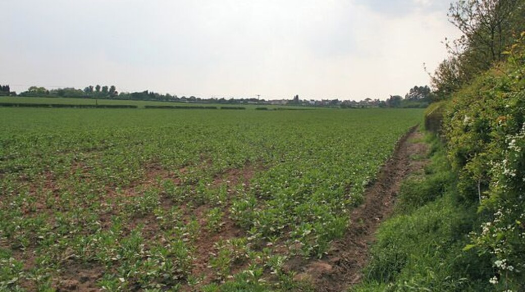 Farmland by Leicester Lane. Looking towards Enderby across the fields.