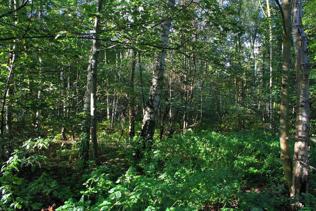Fox Covert, near Enderby A fine stand of silver birch by the road to Warren Farm.