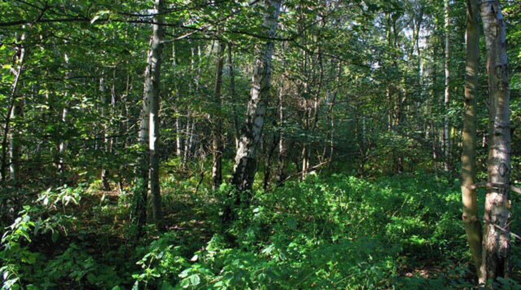 Fox Covert, near Enderby A fine stand of silver birch by the road to Warren Farm.