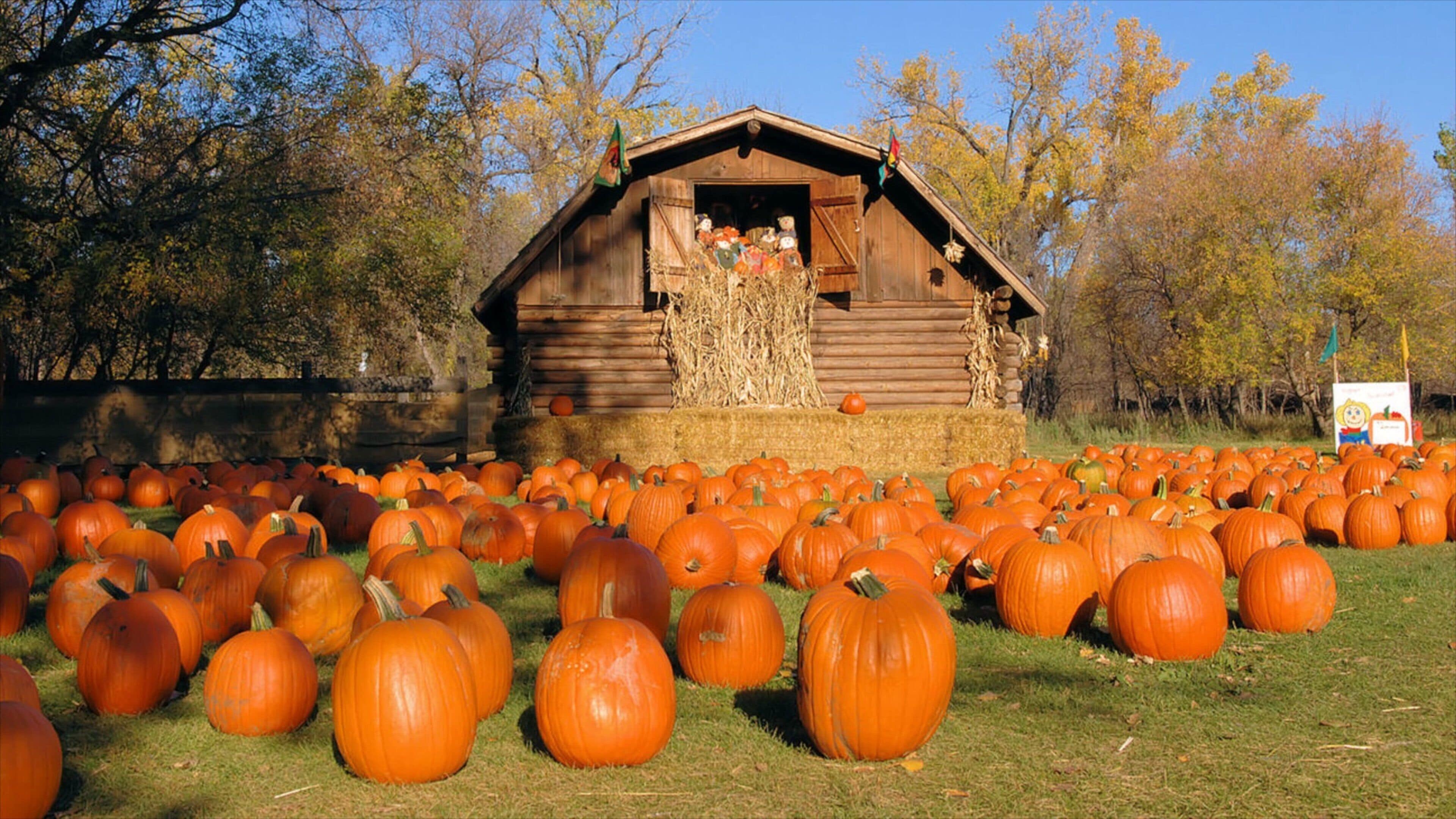 Bismarck featuring farmland, a small town or village and food