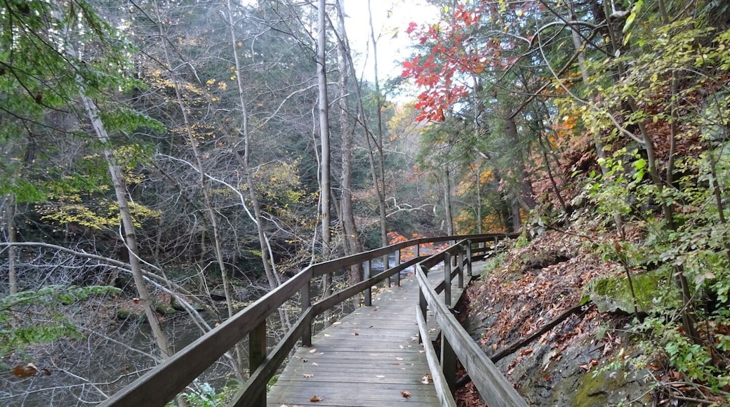 A look down part of the boardwalk.
The Gorge Trail is a breathtakingly beautiful two-mile loop along Mill Creek. The trail consists of a boardwalk and is bordered on one side by the stream and on the other side by a massive wall of sandstone.