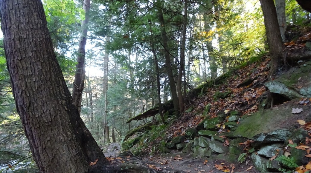 The Gorge Trail is a breathtakingly beautiful two-mile loop along Mill Creek. The trail consists of a boardwalk and is bordered on one side by the stream and on the other side by a massive wall of sandstone.