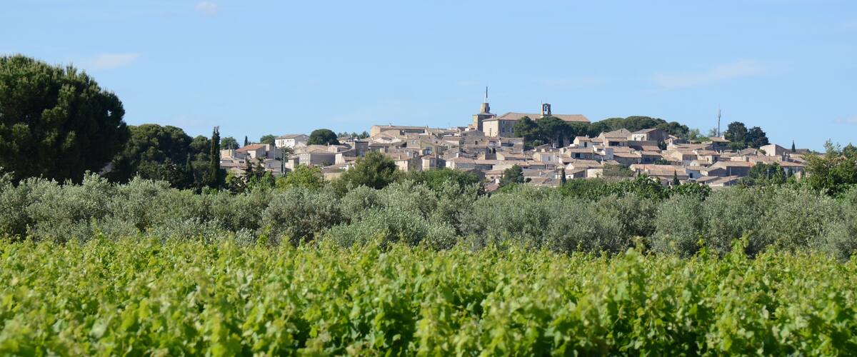 A vineyard with rows of grapevines in the foreground and a town with historic buildings in the background.