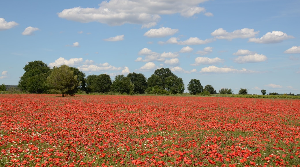 Typical Mediterranean landscape in May with delicious colourcombinations