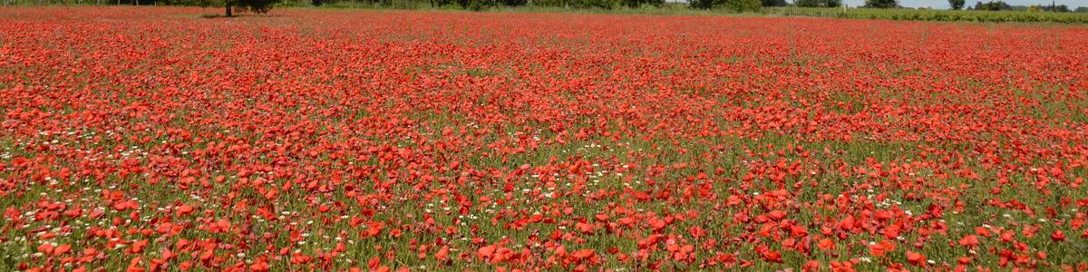 Typical Mediterranean landscape in May with delicious colourcombinations
