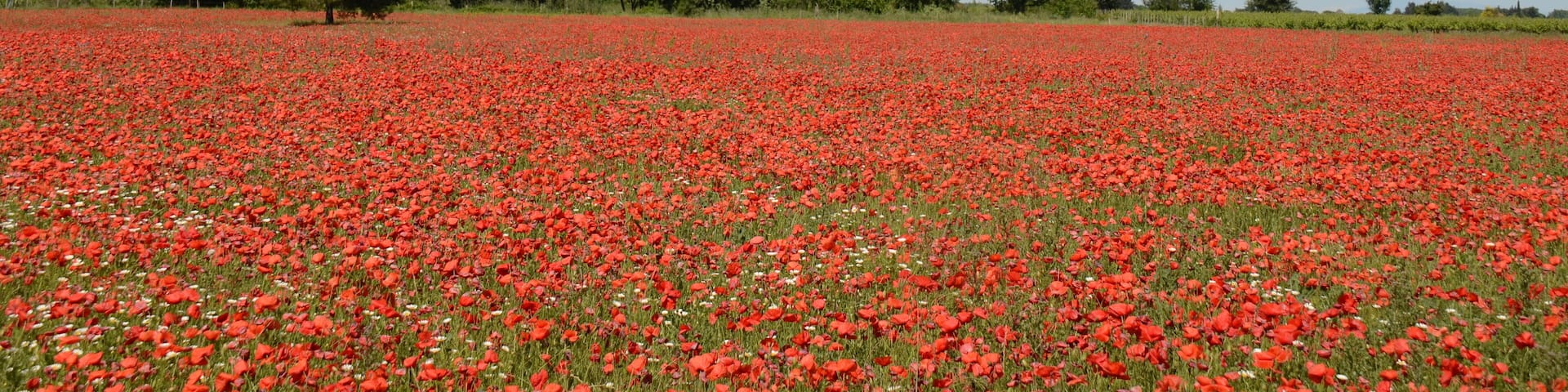 Typical Mediterranean landscape in May with delicious colourcombinations