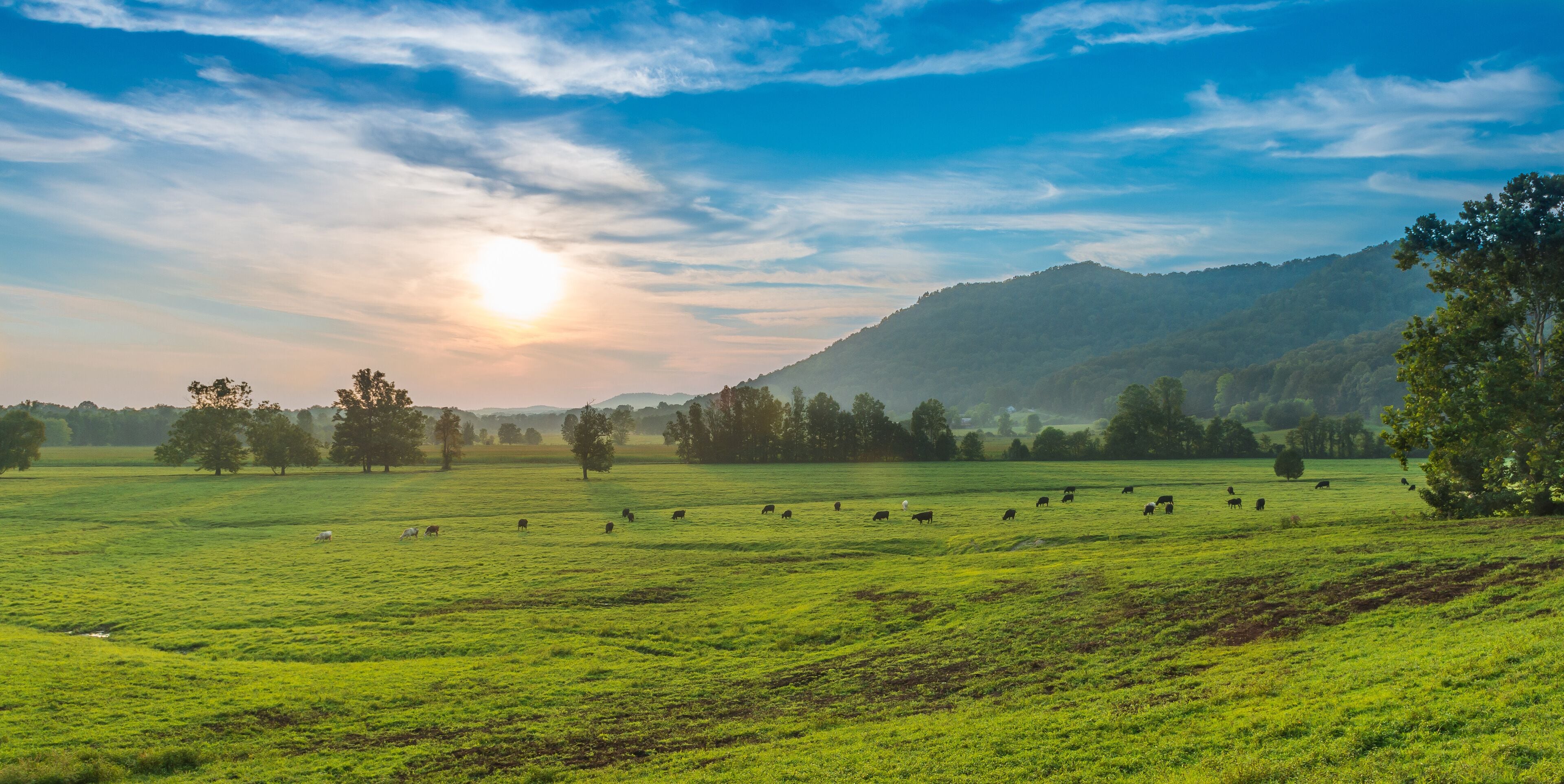 Sunset with Grazing Cows Powell County, KY