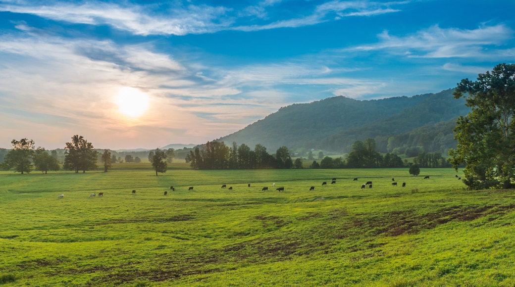 Sunset with Grazing Cows Powell County, KY