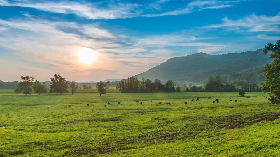 A green field with cows grazing, trees, and a mountain in the background.