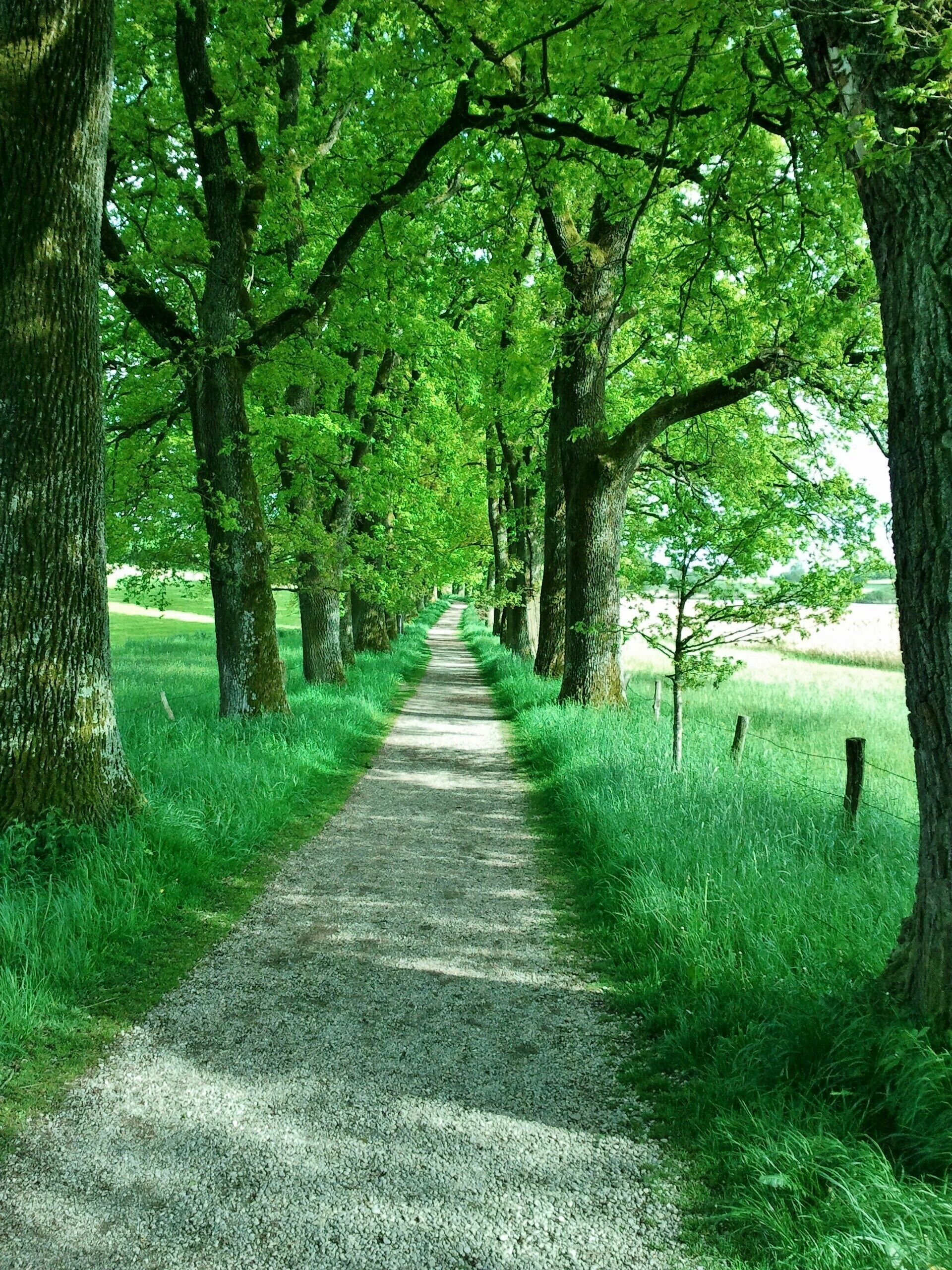 Eichenallee am Egg(e)lburger See bei Ebersberg, Oberbayern