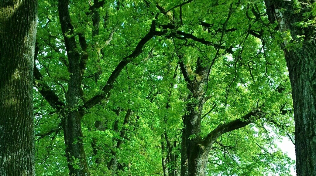 Eichenallee am Egg(e)lburger See bei Ebersberg, Oberbayern