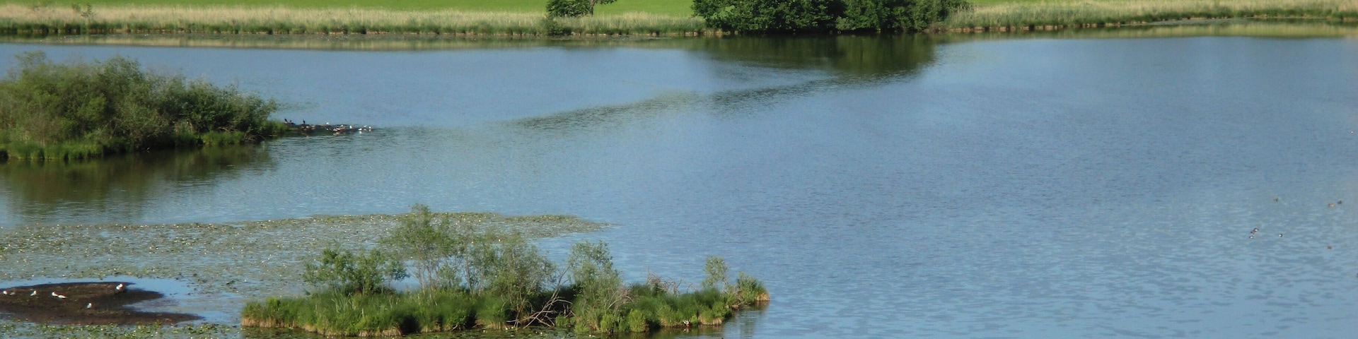 NSG Vogelfreistätte Egglburger See. Das Bild zeigt einen typischen Ausschnitt des etwa 75 ha großen Naturschutzgebiets bei Ebersberg (Schilfzone, Wasserfläche, Verlandungsbereiche; Eichenallee und Ebersberger Forst im Hintergrund), NSG seit 1973