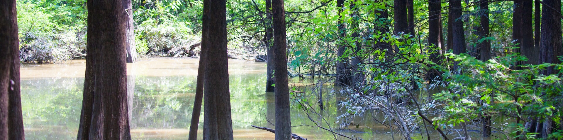 A swamp with tall trees and water reflecting the greenery.