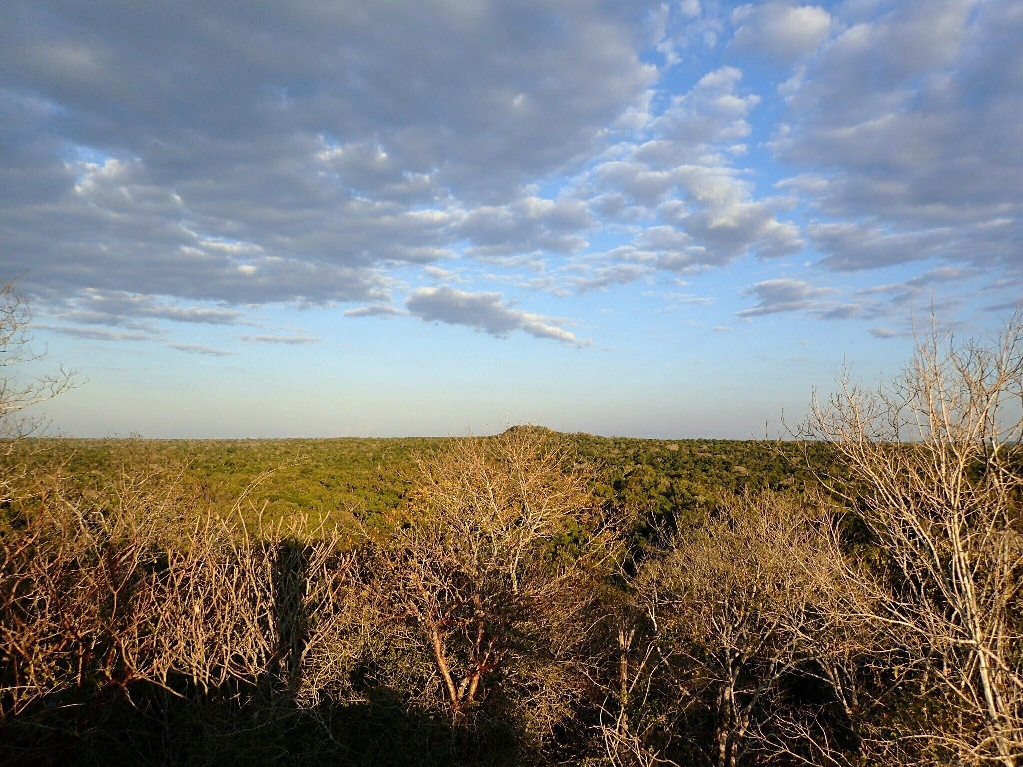 A 5 or 6 days tour takes you into the jungle of Guatemala. 
The tours start from Flores where you take a car to Carmelita. From there it's a 5 or 6 days tour on foot. Every night you sleep at a different camp and you have the opportunity to explore different ancient ruins along the way. 

There are a ton of different tour operators in Flores. Some more honest than others. So make sure to talk to a couple before you decide on one. It's worth choosing one where there is a guide and someone separate to cook and to look after the mules.
We went with Dinastia Kan "El Mirador" and were very very happy with our choice.