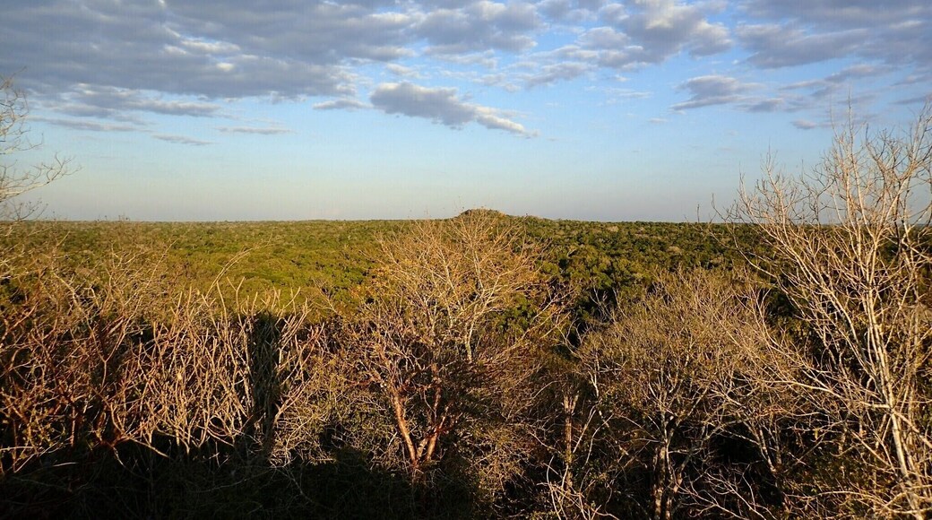 A 5 or 6 days tour takes you into the jungle of Guatemala.
The tours start from Flores where you take a car to Carmelita. From there it's a 5 or 6 days tour on foot. Every night you sleep at a different camp and you have the opportunity to explore different ancient ruins along the way.
There are a ton of different tour operators in Flores. Some more honest than others. So make sure to talk to a couple before you decide on one. It's worth choosing one where there is a guide and someone separate to cook and to look after the mules.
We went with Dinastia Kan "El Mirador" and were very very happy with our choice.