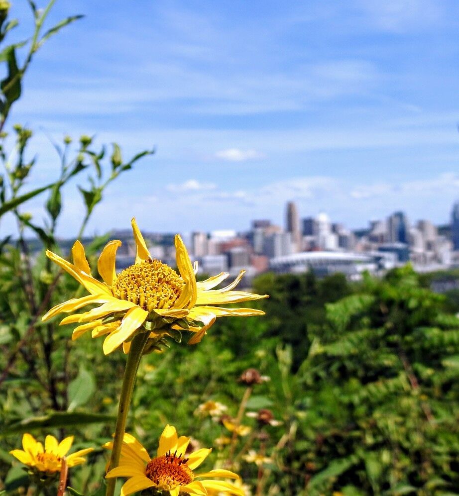 The Cincinnati skyline makes a nice backdrop for the flowers at Devou Park in Covington.