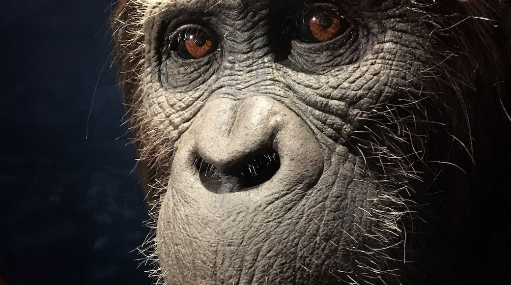 Life size creation at the Ark Encounter. Wonderful craftsmanship.